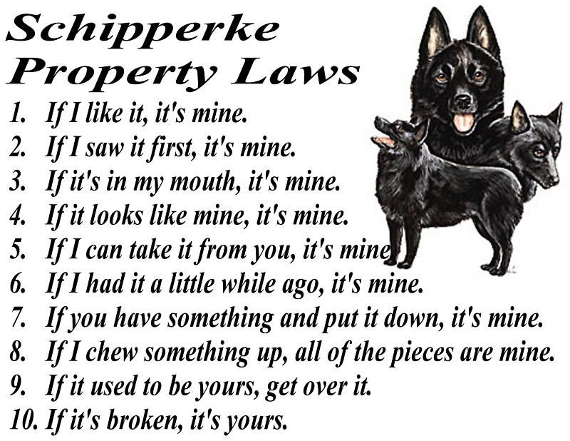 PARCHMENT PRINT = SCHIPPERKE DOG BREED PROPERTY LAWS  
