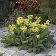 Primula Cabrillo Yellow Flower Seeds Cowslips  